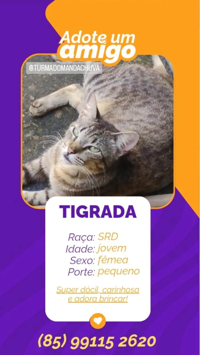 Gato ra a SRD-ViraLata idade 7 a 11 meses nome Tigrada