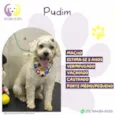 Pudim 