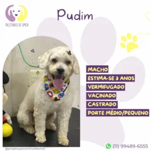 Cachorro raça SRD-ViraLata idade 3 anos nome Pudim 