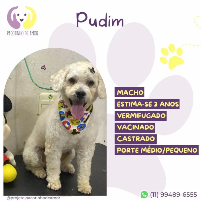 Cachorro ra a SRD-ViraLata idade 3 anos nome Pudim 