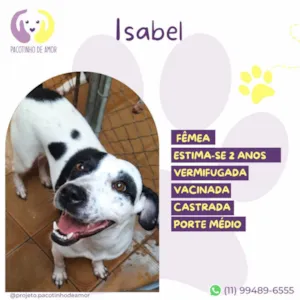 Cachorro raça SRD-ViraLata idade 2 anos nome Isabel