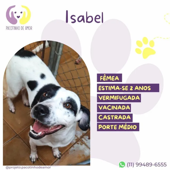 Cachorro ra a SRD-ViraLata idade 2 anos nome Isabel