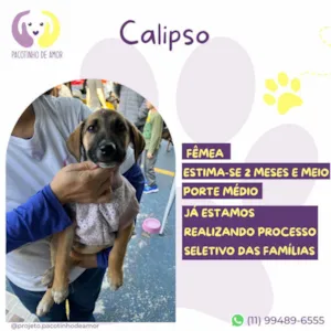 Cachorro raça SRD-ViraLata idade 2 a 6 meses nome Calipso 