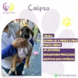 Calipso
