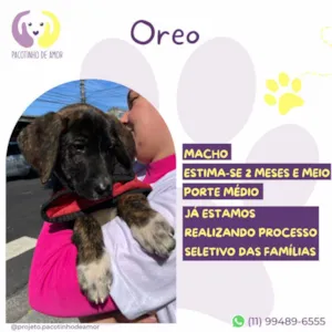 Cachorro raça SRD-ViraLata idade 2 a 6 meses nome Oreo