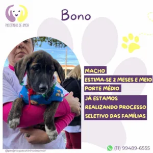 Cachorro raça SRD-ViraLata idade 2 a 6 meses nome Bono