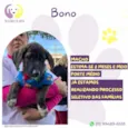 Bono