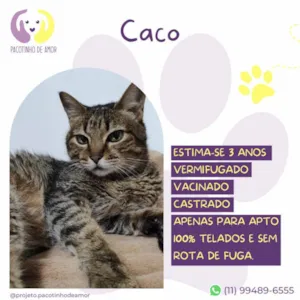 Gato raça SRD-ViraLata idade 3 anos nome Caco