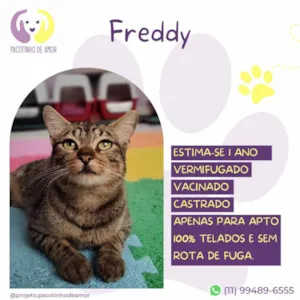 Cachorro raça SRD-ViraLata idade 1 ano nome Freddy