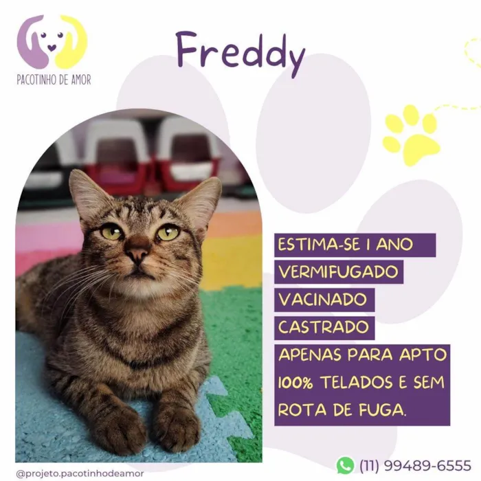 Cachorro ra a SRD-ViraLata idade 1 ano nome Freddy