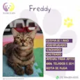 Freddy