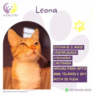 Cachorro raça SRD-ViraLata idade 2 anos nome Leona