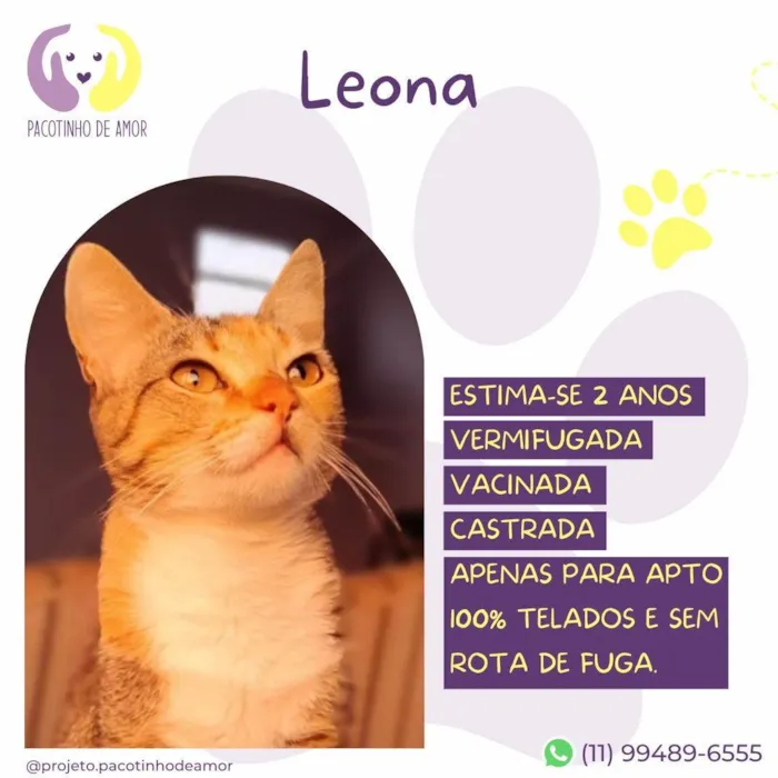 Cachorro ra a SRD-ViraLata idade 2 anos nome Leona