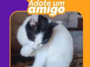 Gato raça SRD-ViraLata idade 7 a 11 meses nome Mimi