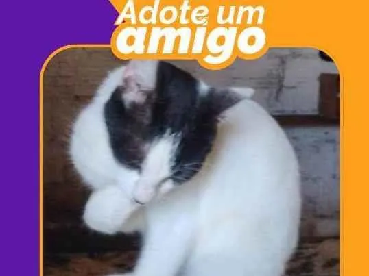 Gato ra a SRD-ViraLata idade 7 a 11 meses nome Mimi