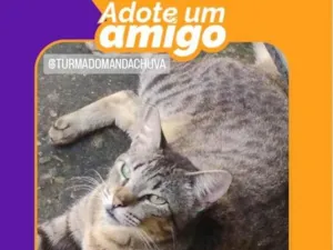 Gato raça SRD-ViraLata idade 7 a 11 meses nome Tigrada