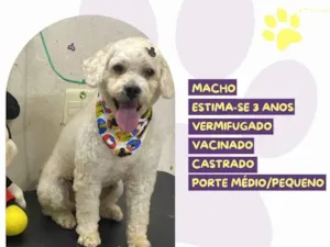 Cachorro raça SRD-ViraLata idade 3 anos nome Pudim 
