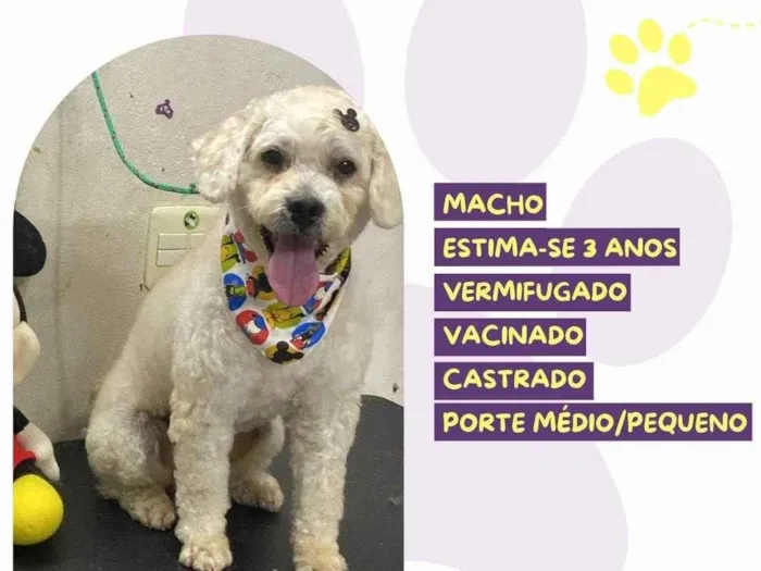 Cachorro ra a SRD-ViraLata idade 3 anos nome Pudim 