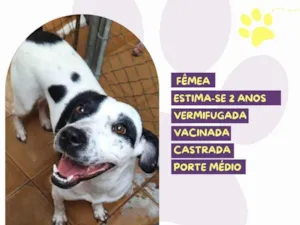 Cachorro raça SRD-ViraLata idade 2 anos nome Isabel