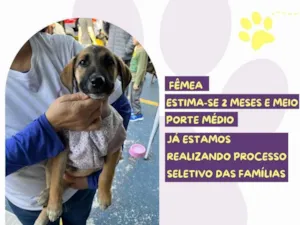 Cachorro raça SRD-ViraLata idade 2 a 6 meses nome Calipso 