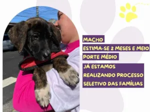 Cachorro raça SRD-ViraLata idade 2 a 6 meses nome Oreo