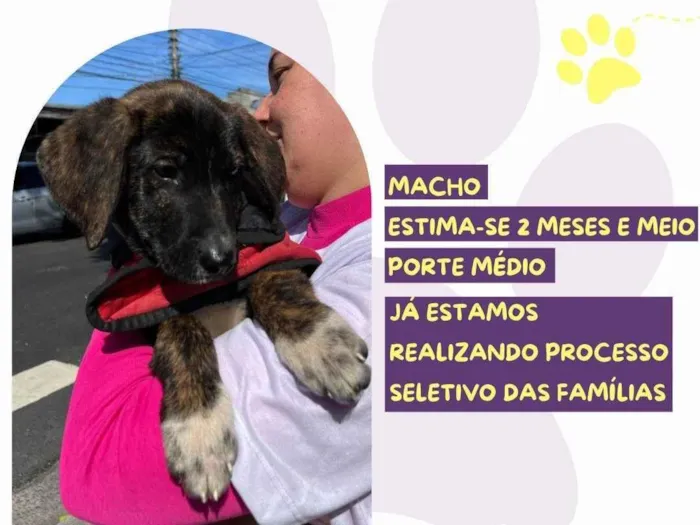 Cachorro ra a SRD-ViraLata idade 2 a 6 meses nome Oreo