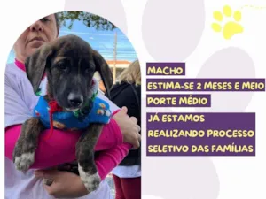 Cachorro raça SRD-ViraLata idade 2 a 6 meses nome Bono
