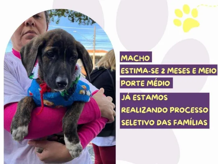Cachorro ra a SRD-ViraLata idade 2 a 6 meses nome Bono