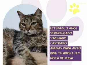 Gato raça SRD-ViraLata idade 3 anos nome Caco