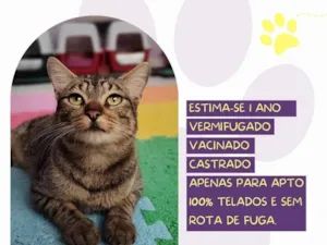 Cachorro raça SRD-ViraLata idade 1 ano nome Freddy