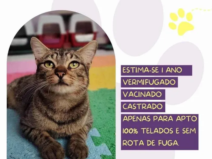 Cachorro ra a SRD-ViraLata idade 1 ano nome Freddy