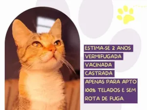 Cachorro raça SRD-ViraLata idade 2 anos nome Leona
