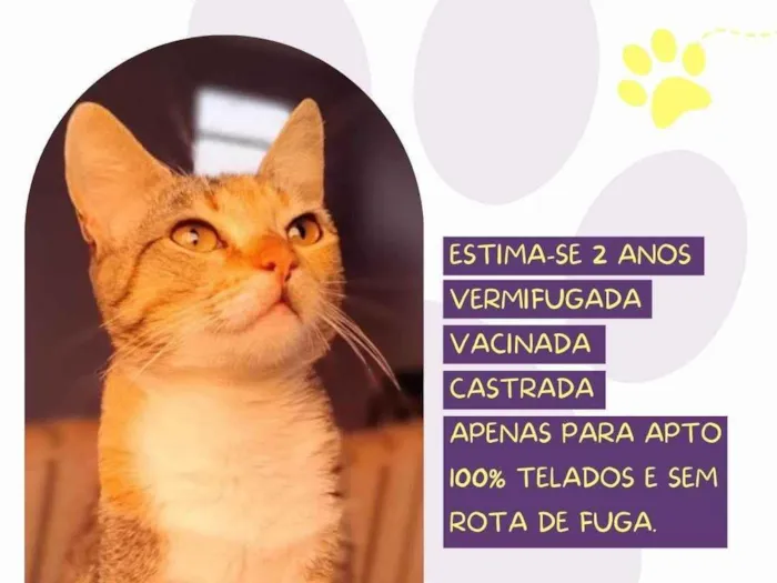 Cachorro ra a SRD-ViraLata idade 2 anos nome Leona
