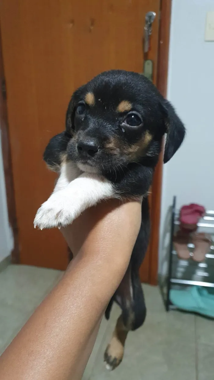 Cachorro ra a SRD-ViraLata idade 2 a 6 meses nome Kenai