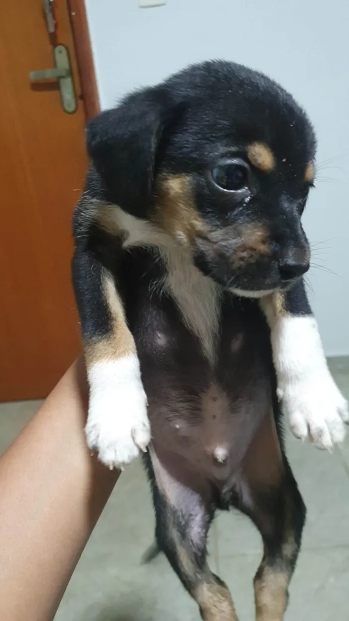 Cachorro ra a SRD-ViraLata idade 2 a 6 meses nome Kenai