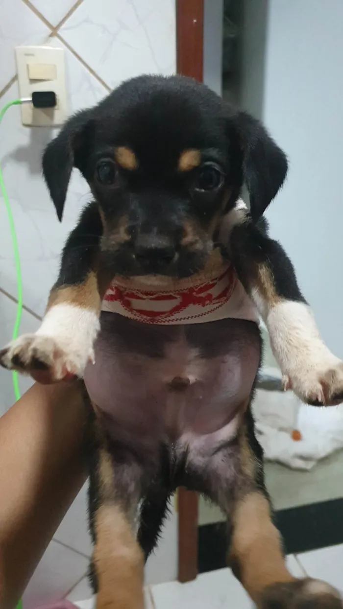 Cachorro ra a SRD-ViraLata idade 2 a 6 meses nome Kenai