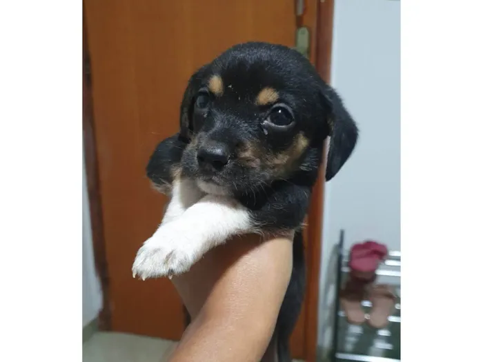 Cachorro ra a SRD-ViraLata idade 2 a 6 meses nome Kenai