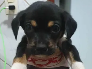 Cachorro raça SRD-ViraLata idade 2 a 6 meses nome Kenai