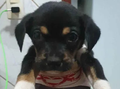 Cachorro raça SRD-ViraLata idade 2 a 6 meses nome Kenai