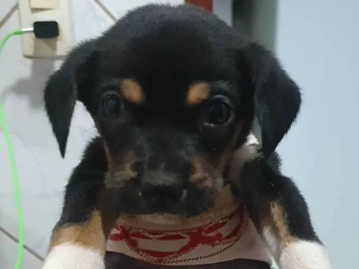 Cachorro ra a SRD-ViraLata idade 2 a 6 meses nome Kenai