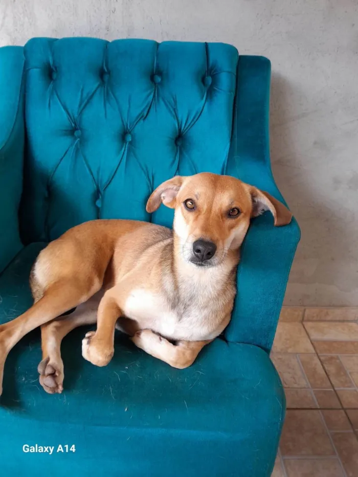 Cachorro ra a SRD idade 3 anos nome Meg