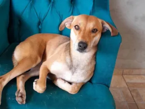 Cachorro raça SRD idade 3 anos nome Meg