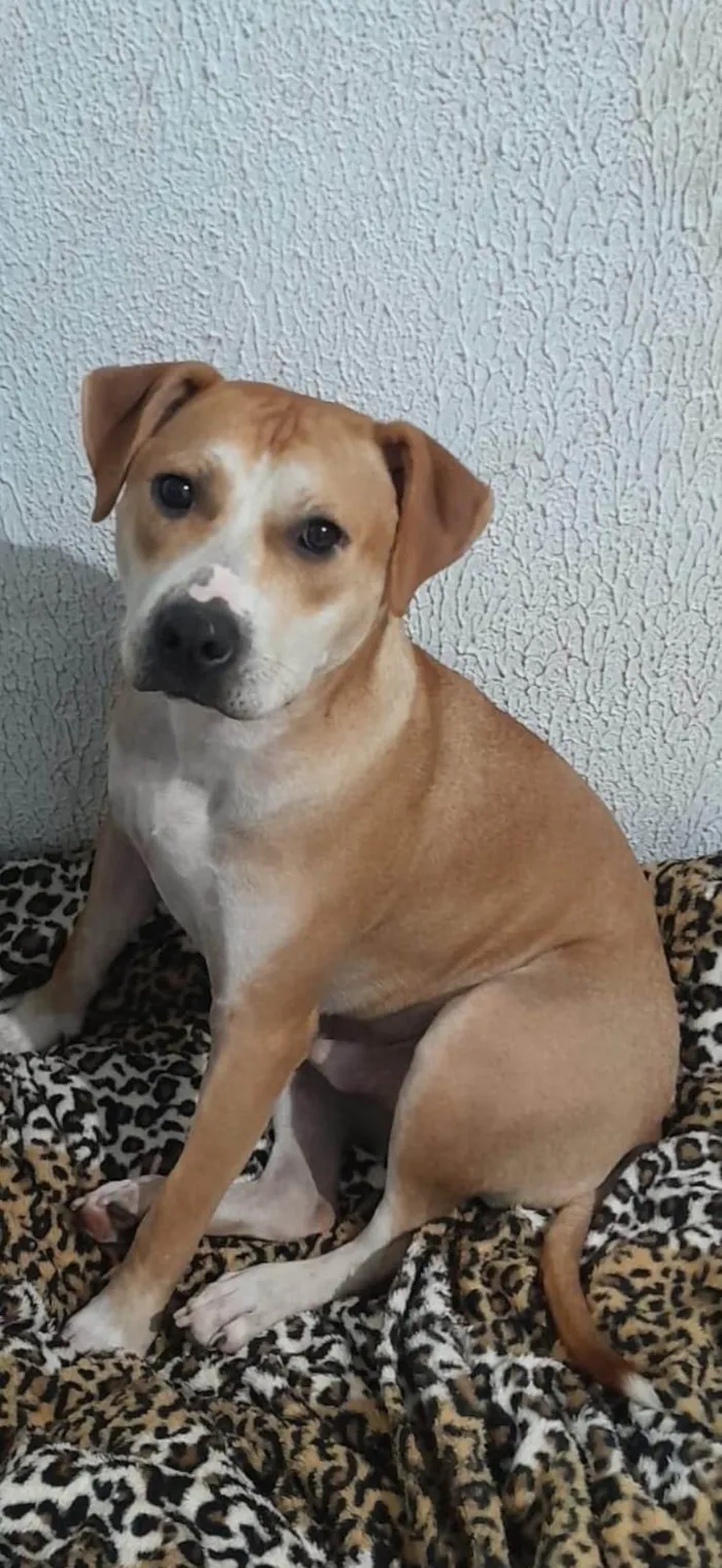 Cachorro ra a SRD-ViraLata idade 1 ano nome Theo