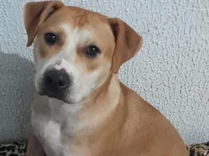 Cachorro raça SRD-ViraLata idade 1 ano nome Theo