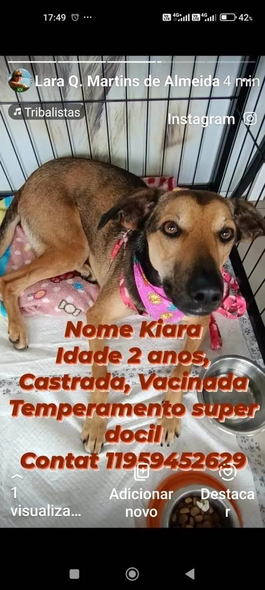 Cachorro ra a SRD idade 1 ano nome Kiara