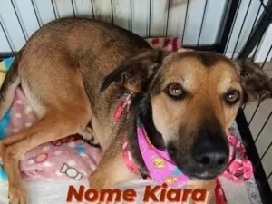 Cachorro raça SRD idade 1 ano nome Kiara