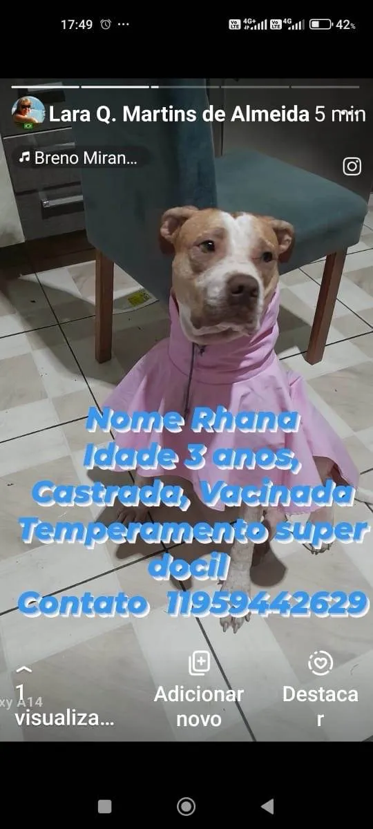 Cachorro ra a SRD-ViraLata idade 3 anos nome Rhana