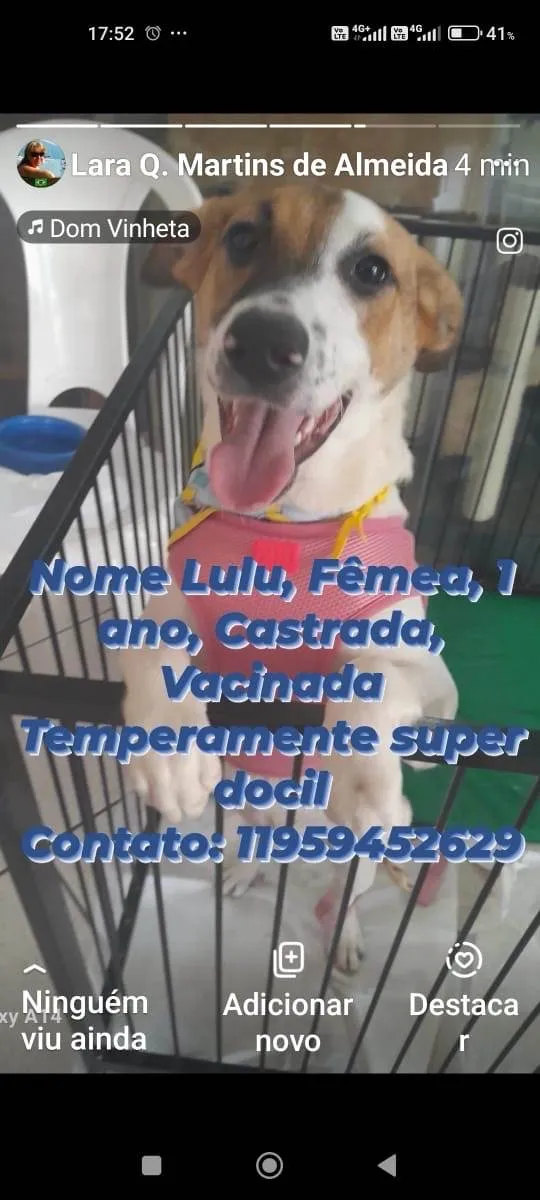 Cachorro ra a SRD-ViraLata idade 1 ano nome Lulu