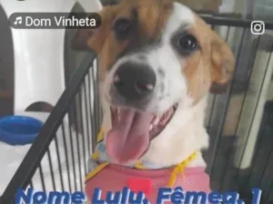 Cachorro raça SRD-ViraLata idade 1 ano nome Lulu