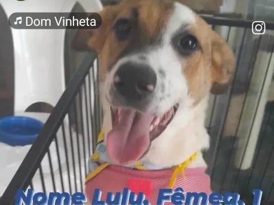 Cachorro ra a SRD-ViraLata idade 1 ano nome Lulu